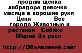 продам щенка лабрадора девочка 2 месяца в хорошие руки › Цена ­ 8 000 - Все города Животные и растения » Собаки   . Марий Эл респ.